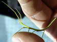 Stick Insect (Phasmatodea) - Castel de Cantobre G&icirc;tes, Aveyron, France