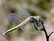 Red-Veined Darter - Female Dragonfly (Sympetrum fonscolombii) - Castel de Cantobre G&icirc;tes, Aveyron, France