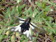 Sulphur Owlfly (Ascalaphidus: Libelloides coccajus) - Castel de Cantobre G&icirc;tes, Aveyron, France