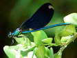 Damselfly - Castel de Cantobre G&icirc;tes, Aveyron, France