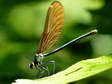 Damselfly - Castel de Cantobre G&icirc;tes, Aveyron, France