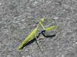 Praying Mantis (Mantis religiosa) - Castel de Cantobre G&icirc;tes, Aveyron, France