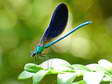 Damselfly - Castel de Cantobre G&icirc;tes, Aveyron, France