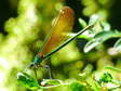 Damselfly - Castel de Cantobre G&icirc;tes, Aveyron, France