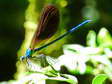 Damselfly - Castel de Cantobre G&icirc;tes, Aveyron, France