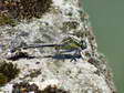 Common Clubtail - Male Dragonfly (Gomphus vulgatissimus) - Castel de Cantobre G&icirc;tes, Aveyron, France
