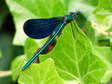 Damselfly - Castel de Cantobre G&icirc;tes, Aveyron, France