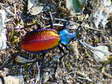 Spanish Carabus beetle (Carabus [Chrysocarabus] hispanus) - Castel de Cantobre G&icirc;tes, Aveyron, France