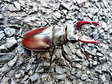 Stag beetle (Lucanus cervus - male) - Castel de Cantobre G&icirc;tes, Aveyron, France