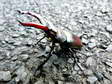 Stag beetle (Lucanus cervus - male) - Castel de Cantobre G&icirc;tes, Aveyron, France