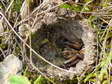 Spider in its burrow - Castel de Cantobre G&icirc;tes, Aveyron, France