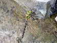 Blue or Southern Hawker - Male Dragonfly (Aeshna cyanea) - Castel de Cantobre G&icirc;tes, Aveyron, France