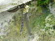 Blue or Southern Hawker - Male Dragonfly (Aeshna cyanea) - Castel de Cantobre G&icirc;tes, Aveyron, France