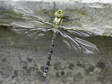 Blue or Southern Hawker - Male Dragonfly (Aeshna cyanea) - Castel de Cantobre G&icirc;tes, Aveyron, France