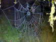 Spider&rsquo;s web - Castel de Cantobre G&icirc;tes, Aveyron, France