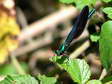 Damselfly - Castel de Cantobre G&icirc;tes, Aveyron, France