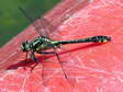 Common Clubtail - Male Dragonfly (Gomphus vulgatissimus) - Castel de Cantobre G&icirc;tes, Aveyron, France