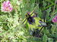 Sulphur Owlfly (Ascalaphidus: Libelloides coccajus) - Castel de Cantobre G&icirc;tes, Aveyron, France