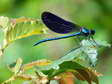 Damselfly - Castel de Cantobre G&icirc;tes, Aveyron, France