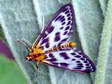 Small Magpie moth (Anania hortulata) - Castel de Cantobre G&icirc;tes, Aveyron, France