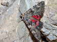 Red Underwing moth (Catocala nupta) - Castel de Cantobre G&icirc;tes, Aveyron, France