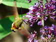 Broad bordered Bee Hawk moth (Hemaris fuciformis) - Castel de Cantobre G&icirc;tes, Aveyron, France
