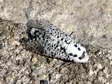 Leopard moth (Zeuzera pyrina) - Castel de Cantobre G&icirc;tes, Aveyron, France