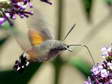 Hummingbird Hawk moth (Macroglossum stellatarum) - Castel de Cantobre G&icirc;tes, Aveyron, France