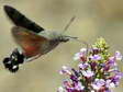 Hummingbird Hawk moth (Macroglossum stellatarum) - Castel de Cantobre G&icirc;tes, Aveyron, France