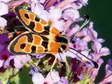 Slender Burnet moth (Zygaena fausta) - Castel de Cantobre G&icirc;tes, Aveyron, France