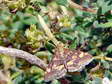 Mint moth (Pyrausta aurata) - Castel de Cantobre G&icirc;tes, Aveyron, France