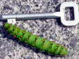Giant Peacock moth caterpillar (Saturnia pyri) - Castel de Cantobre G&icirc;tes, Aveyron, France