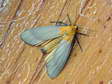 Male Four-spotted Footman moth (Lithosia quadra) - Castel de Cantobre G&icirc;tes, Aveyron, France