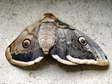 Very dead Giant Peacock moth with wing missing (Saturnia pyri) - Castel de Cantobre G&icirc;tes, Aveyron, France