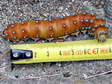 Giant Peacock moth caterpillar (Saturnia pyri) - Castel de Cantobre G&icirc;tes, Aveyron, France