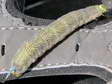 Lime Hawk-moth caterpillar (Mimas tiliae) - Castel de Cantobre G&icirc;tes, Aveyron, France