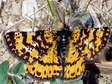 Crowned moth - male (Eurranthis plummistaria) - Castel de Cantobre G&icirc;tes, Aveyron, France