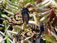 Crowned moth - male and female (Eurranthis plummistaria) - Castel de Cantobre G&icirc;tes, Aveyron, France