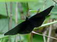 Chimney Sweeper moth (Odezia atrata) - Castel de Cantobre G&icirc;tes, Aveyron, France