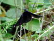 Chimney Sweeper moth (Odezia atrata) - Castel de Cantobre G&icirc;tes, Aveyron, France