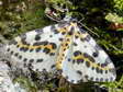 Magpie moth (Abraxas grossulariata) - Castel de Cantobre G&icirc;tes, Aveyron, France