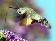 Hummingbird Hawk moth (Macroglossum stellatarum) - Castel de Cantobre G&icirc;tes, Aveyron, France
