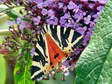 Jersey Tiger moth (Euplagia quadripunctaria) - Castel de Cantobre G&icirc;tes, Aveyron, France