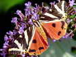 Jersey Tiger moth (Euplagia quadripunctaria) - Castel de Cantobre G&icirc;tes, Aveyron, France