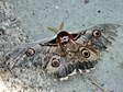 Giant Peacock moth (Saturnia pyri) - Castel de Cantobre G&icirc;tes, Aveyron, France