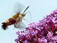 Broad bordered Bee Hawk moth (Hemaris fuciformis) - Castel de Cantobre G&icirc;tes, Aveyron, France