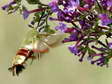 Broad bordered Bee Hawk moth (Hemaris fuciformis) - Castel de Cantobre G&icirc;tes, Aveyron, France