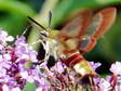 Broad bordered Bee Hawk moth (Hemaris fuciformis) - Castel de Cantobre G&icirc;tes, Aveyron, France