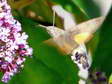 Hummingbird Hawk moth (Macroglossum stellatarum) - Castel de Cantobre G&icirc;tes, Aveyron, France