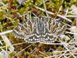 Mother Shipton moth (Callistege mi) - Castel de Cantobre G&icirc;tes, Aveyron, France